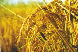 2016年将取消粮食补贴,土地流转成种粮农民救命稻草