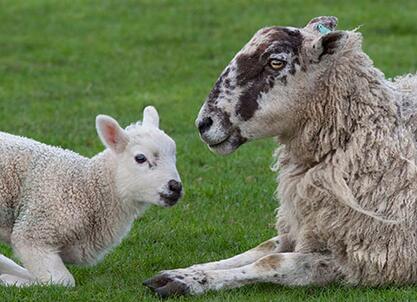 母羊和公羊的区别是什么?