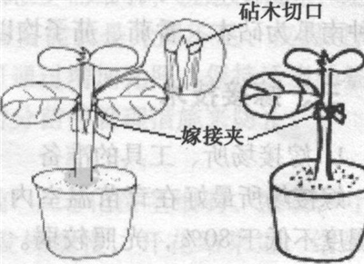 图嫁接方法示意