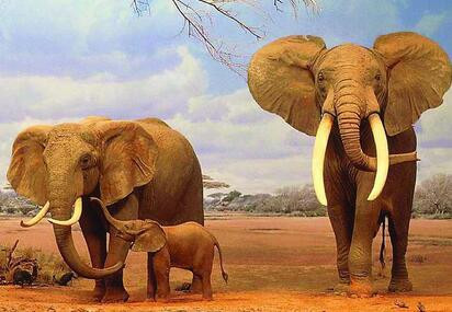 一头成年大象大约有多重