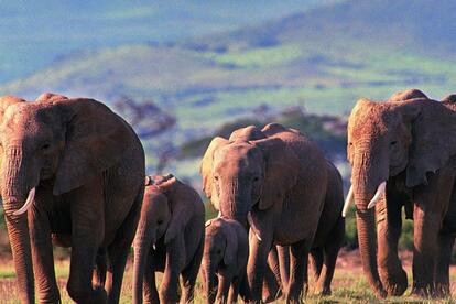 蓝鲸有几头大象重 57033163b3eb0.jpg