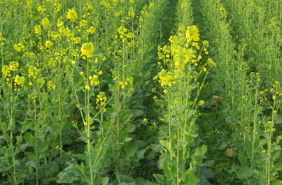 油菜霜霉病症状识别及防治技术