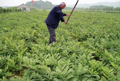 玉竹原产地在中国西南地区 东北和江苏有野生玉竹产地 -种植项目- 土