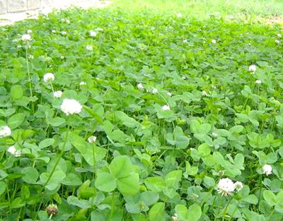 农村创业好项目:野草种植带来亿万财富