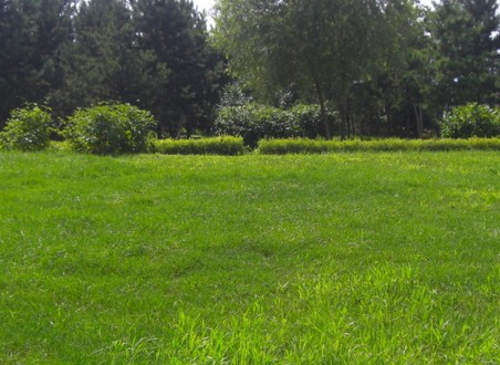 草地简笔画_我国人均草地面积