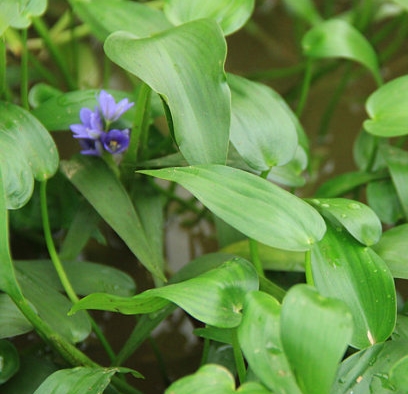 分布于全国南北各省稻区(四)鸭舌草【形态特征】一年生草本植物.