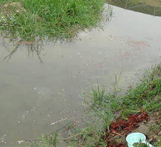 赚钱吗-怎样养殖小龙虾-小龙虾养殖前景分析 -