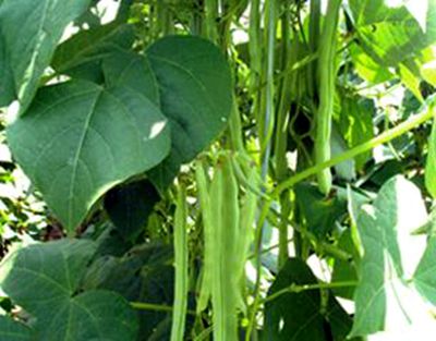 如何种植大红刀豆 577f24a0e55b3.jpg