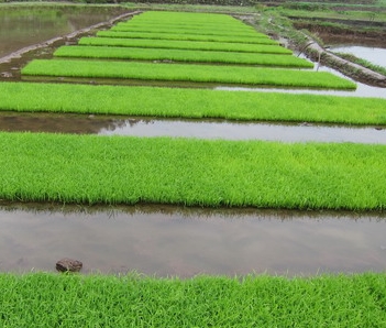 各地区水稻湿润育秧田化学除草防控技术