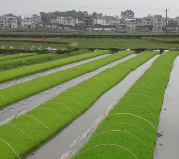 各地区水稻湿润育秧田化学除草防控技术