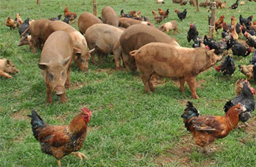 畜禽良种是畜牧业核心竞争力 现代畜禽种业核心种源应该自给