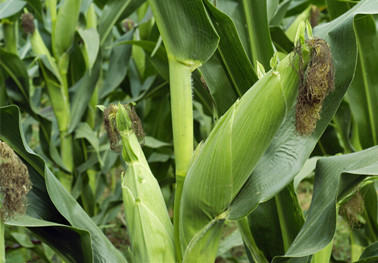 为什么叫玉米症 579964b32fecd.jpg