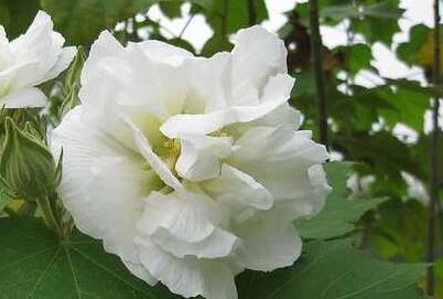 成都市树市花是什么
