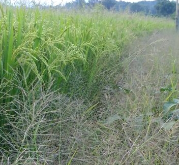 在杂草稻发生严重的地区,在水稻播种(预先消, 浸种,催芽至