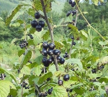 资讯首页 种植项目 黑加仑,原名:黑茶藨子,别名:茶藨子,旱葡萄,黑豆