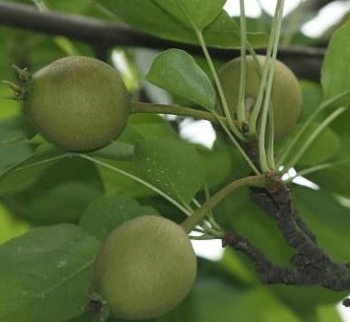 坚果是哪里的特产 57b670b252e9b.jpg