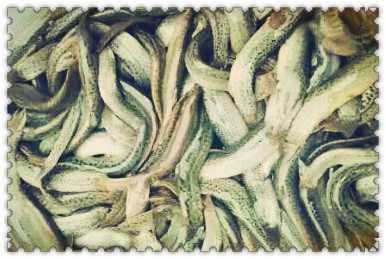 黄鳝和泥鳅的区别_干煸泥鳅_养泥鳅的成本和收入