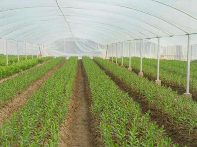 2016国家补贴农村项目-养鸡国家有补贴吗_农