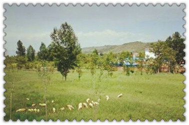 耕地机_人均耕地归纳总结