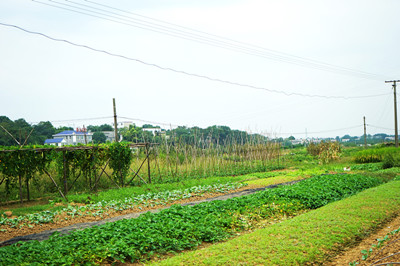 玉米小麦两用收割机_小麦胚芽油_小麦玉米亩收入四千元(3)