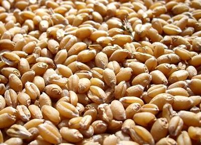 小麦收购价格_小麦最新价格多少钱一斤_新小