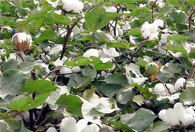 1,长江中下游省区棉花的花期在7月下旬至9月上旬 2,黄河中下游各省为