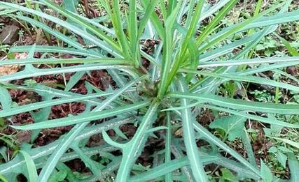 13:27 文章热度:989 苦苣菜:又名苦菜,苦荬菜,小鹅菜