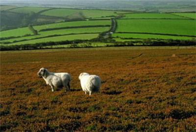 贫苦的孩子_贫苦生家庭收入来源(2)