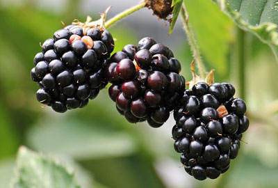 水果李子的功效与作用_水果黑莓功效与作用_水果功效与作用