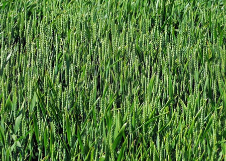 目前农业的问题和建议 587c228c1aca1.jpg