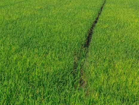 南方适合种什么玉米 58a6bb9f83d10.jpg