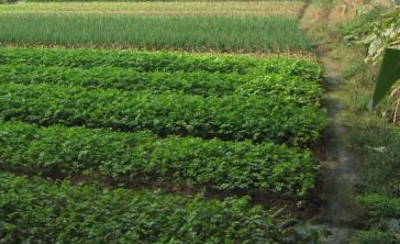 农机合作社 - 土流网