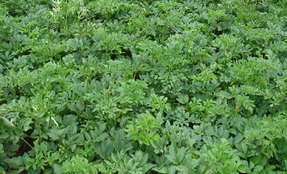 白芷种植技术视频教程,白芷种植技术视频教程完整版
