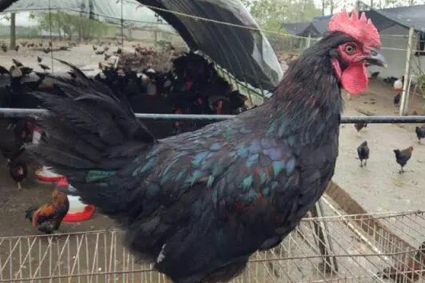 鸡肉炖土豆_中国人均鸡肉消费量(3)