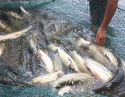一亩鱼塘可以混养多少鱼养鱼成本是多少