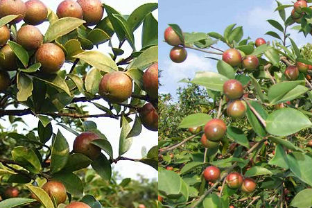 油茶面_种植油茶收入怎样