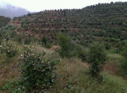 红花油茶树图片_种油茶树的收入(2)