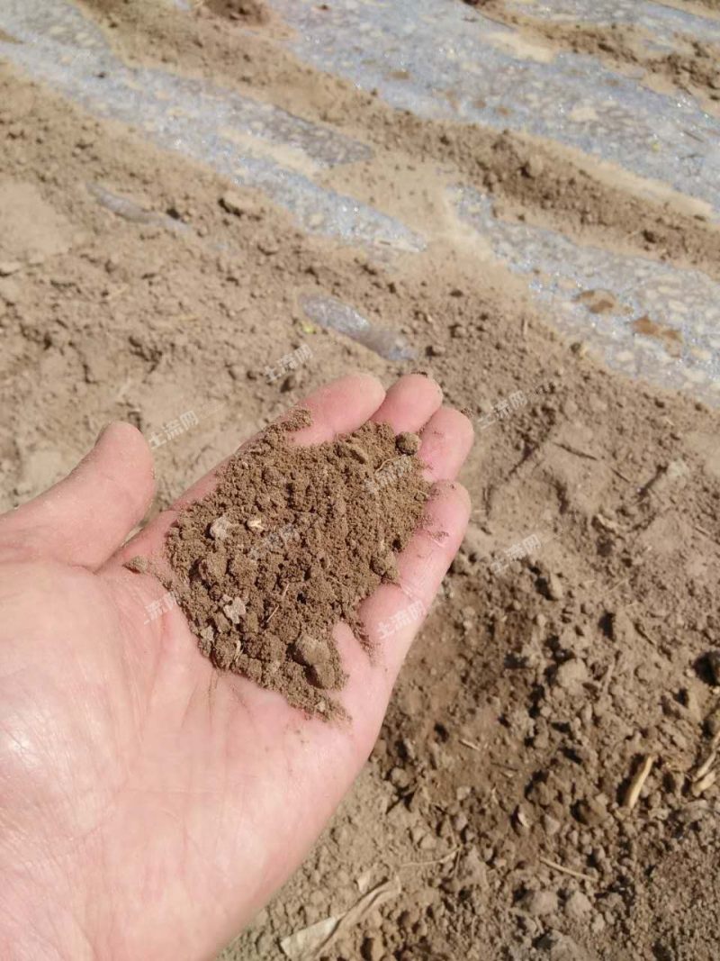 沙质土壤合适种植什么种植花生和多肉合适吗