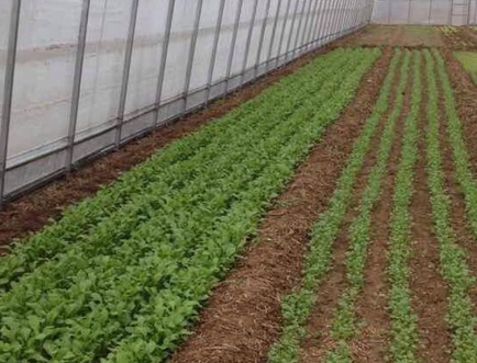 蔬菜大棚_大棚蔬菜收入(2)