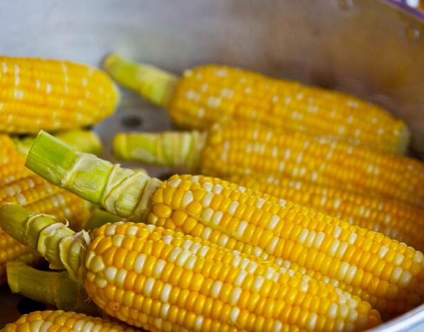 一根粗玉米棒_一亩玉米收入