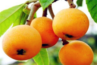 2019年经济作物啥价_2019种什么农作物最赚钱 有哪些比较好的项目(3)