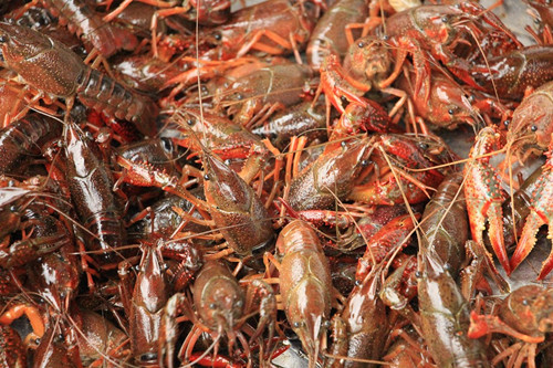 赚钱吗-怎样养殖小龙虾-小龙虾养殖前景分析 -