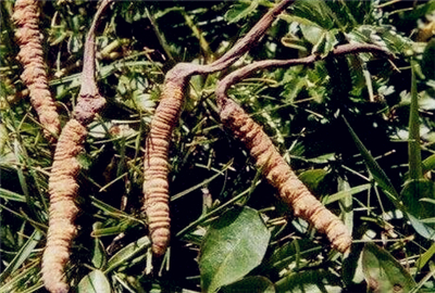 冬虫夏草怎么种植?(附