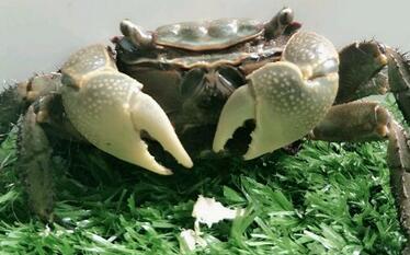 赚钱吗-怎样养殖小龙虾-小龙虾养殖前景分析 -