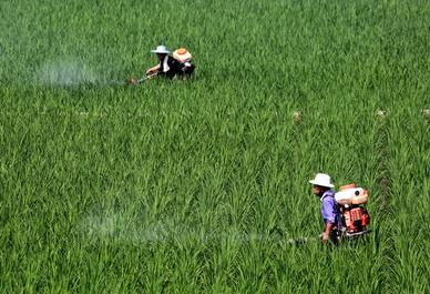 中国稻米的生产过程_管理 - 土流网