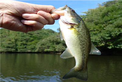 鲈鱼比淡水鲈鱼个头大,味道也更鲜美,海鲈鱼分两个大类,一种是白鲈鱼