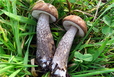 如何种植蘑菇屋 5980303ab2203.jpg