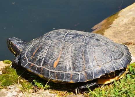 海龟寿命最长多少年 59828d49517bf.jpg