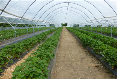 温室大棚_大棚收入