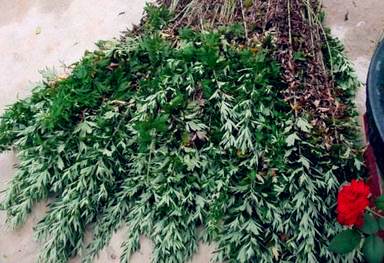农村野生的艾草,红脚艾草是长什么样子的艾草还能这样用!